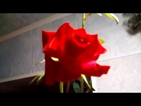 Подсветка розы