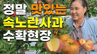 이렇게 맛있는 사과 처음봅니다 속노란사과 수확현장 감홍사과 부사사과 홍로사과 시나노골드 황금사과 문경사과 충…