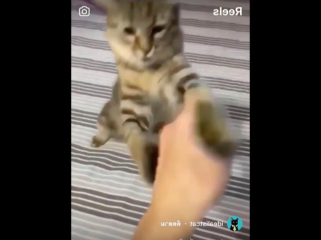 Vídeo relacionado con Kung Fu Cat Hanbo Eskrima Kungfu Kali Kitten Artes Marciales PopSockets PopGrip Adhesivo