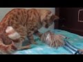 GATO ATACA A BARBIE