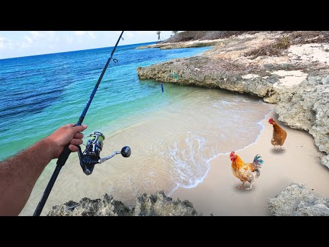 Shallow Water Reef Fishing & Chicken Catching on an Island!