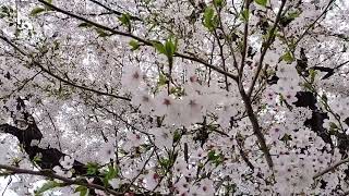 桜　アルパカ