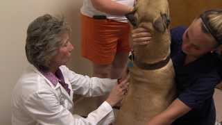 preview picture of video 'Breton Veterinary Hospital - Short | Leonardtown, MD'