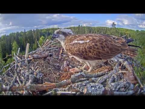 Iiris feeds two chicks. 29-05-2022. Estonian Osprey Nest.