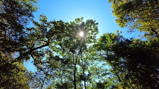Relax - Sunlight Twinking Through Forest Trees 🌞🌳