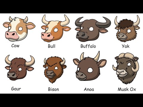 All Bovines Explained in 8 Minutes