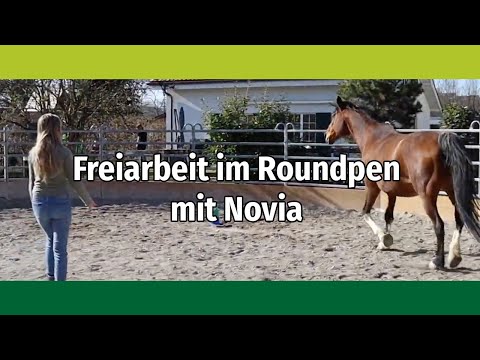 Freiarbeit im Roundpen von unserer Auszubildenden Novia mit Soabella  Liberty Training  with Novia
