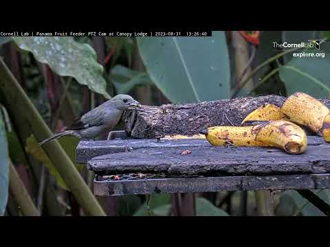 Palm Tanager Takes A Quick Nibble From Panama Fruit Feeder Platform – Aug. 31, 2023