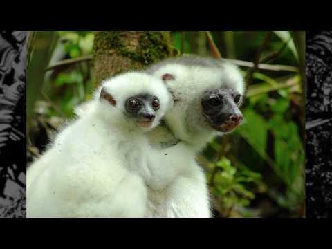 TSARA VELOGNO (LYRICS)