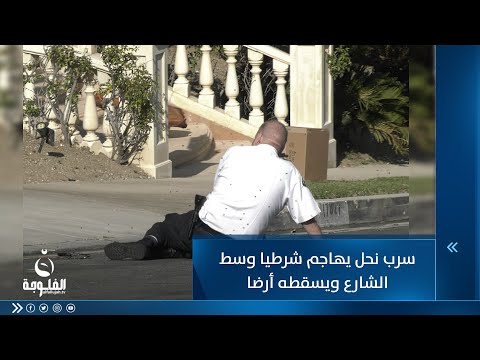 شاهد بالفيديو.. سرب نحل يهاجم شرطيا وسط الشارع ويسقطه أرضا