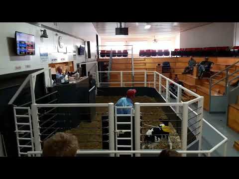 10-12-17 Sale at Central Livestock in Albany