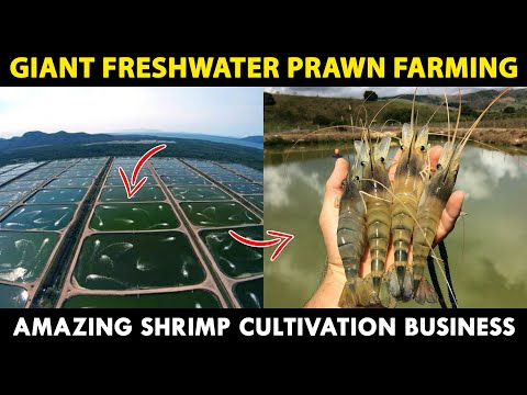 Giant Freshwater PRAWN Farming | How to start Biggest Indoor SHRIMP Farming Business