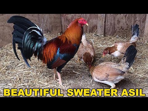 Kelso Sweater Asil Beautiful Chicken Chilango's Farm