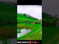 Sun Zara Circus Movie Dance Video Ranveer Rohit Puja WhatsApp Status Video Viralshort Trending