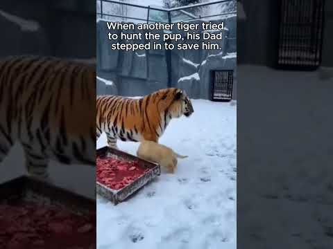 Puppy Falls Into Tiger Enclosure... What Happens Next Is Shocking  #puppy #miracle #animals #shorts