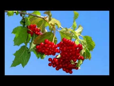 Віктор Павлік - Ой, у лузі червона калина - (audio 2022)