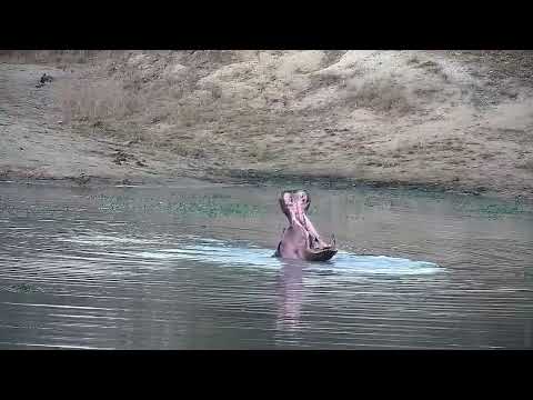 Djuma: Hippo playing with stick-goes out to mark, then back in the dam - 17:25 - 08/13/2022