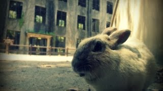 preview picture of video 'Bunny Island (Okunoshima) Japan'