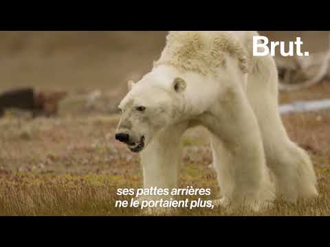Le photographe qui a filmé un ours polaire agonisant raconte