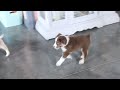 Miniature Australian Shepherd dogs for sale: Ryder - Video 1