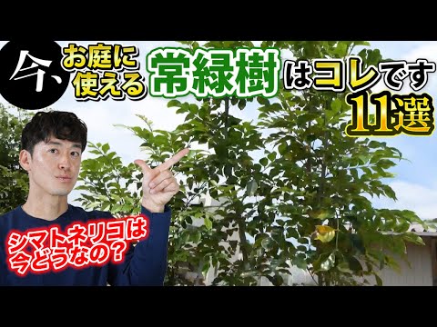 大きな常緑樹 植物
