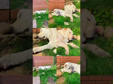 My lovely alabai dogs Anabel and Kristi Ukraine 🇺🇦 Kherson #alabaidog #алабайвидео #alabai #херсон