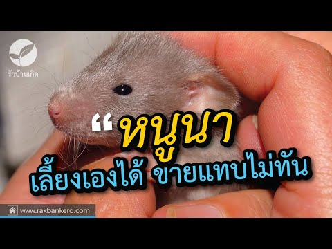 กระตุ้นสำหรับอาหารผู้หญิง ค้อนของ ธ อร์ซื้อ Uzhgorod