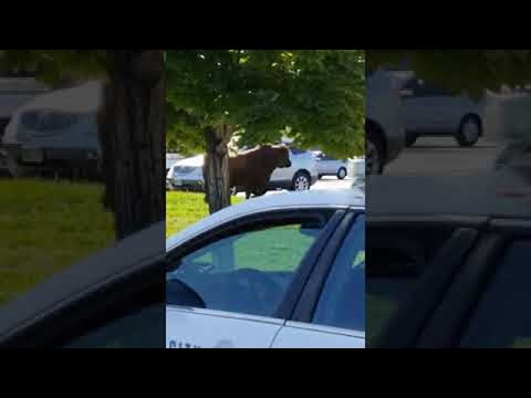, title : 'Bull Loose in Walmart Carpark || ViralHog'