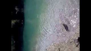 preview picture of video 'Fly Fishing Sava Dolinka Slovenia'