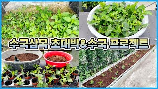 올해 수국삽목 대박이 났습니다!! 대형 수국 프로젝트 2개 기대해 주세요!!