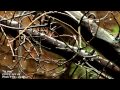 የኔ ሃሳብ Yene Hasab ግርማ ነጋሽ Girma Negash