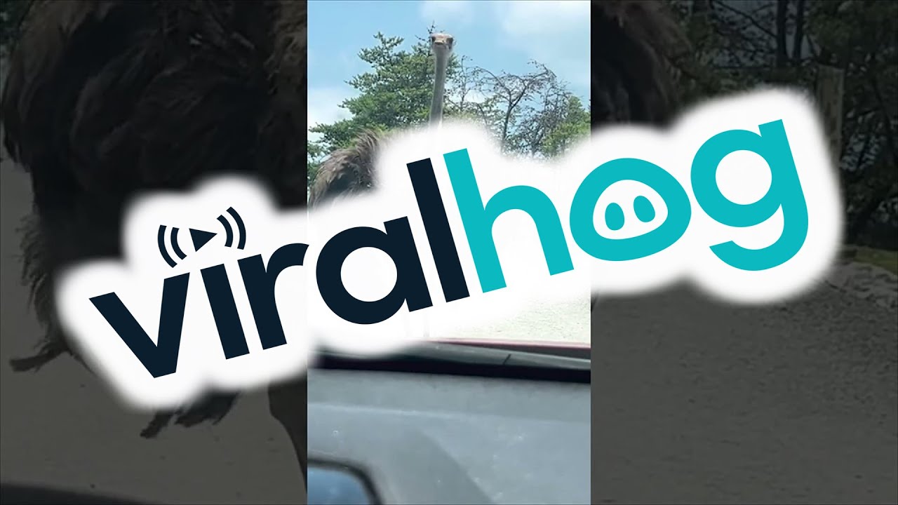 YouTube video preview