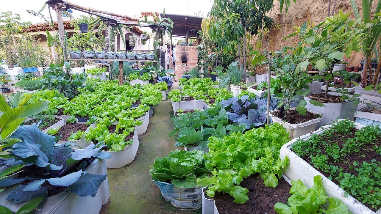 Está família de Minas Gerais planta de tudo em seu pequeno quintal que mede 10x15