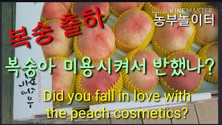복숭아 성형미용시켰더니 도시로 시집갔데요~  Did you fall in love with the peach…