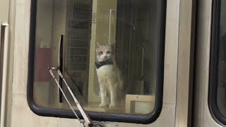 女優猫ドロップが伊豆急行の1日車掌に！／映画『先生と迷い猫』特別動画