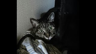 空猫😸キキちゃん😸による深夜のご挨拶です。