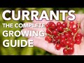Grow Currants From Planting To Harvest