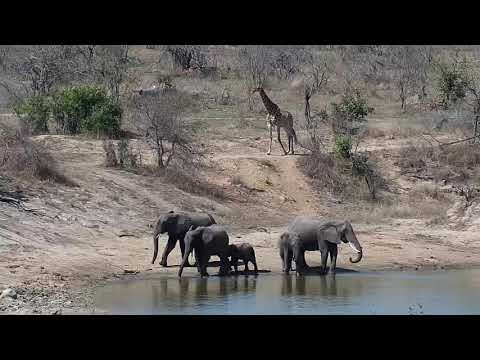 Djuma: Three Giraffes and small Elephant herd - 13:45 - 09/13/20
