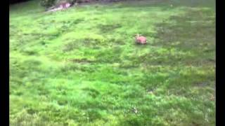 Stupid bunny rabbit doesn't want to be my friend