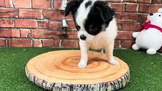 チワワ（ロング）の動画01