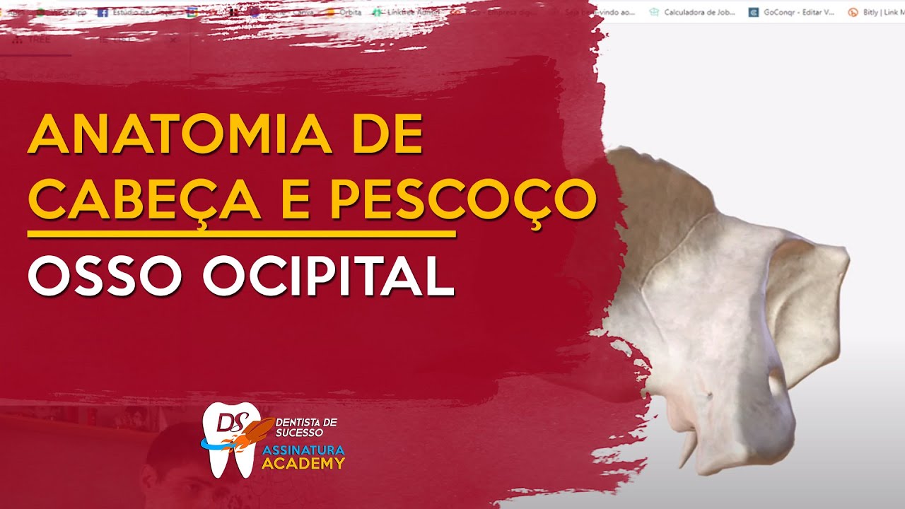 Osso temporal | ANATOMIA DE CABEÇA E PESCOÇO