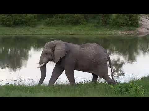 Djuma: Two Elephant bulls not long after herd passes through - 18:30 - 01/04/21