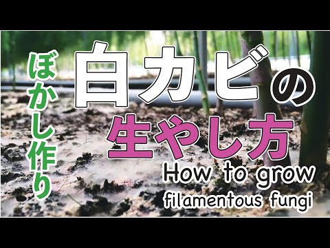 堆肥中のカビ：不快な影響を避けるには？  庭園