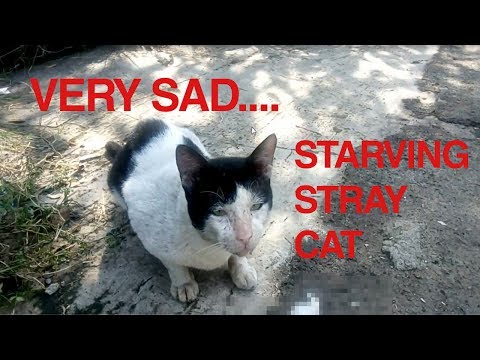 very sad ...  starving stray cat!