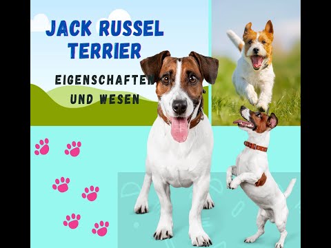 Der Jack Russel Terrier#hunderassen#erziehung#pflege