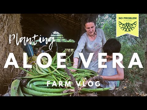 Planting aloe vera on our farm | gardening vlog 