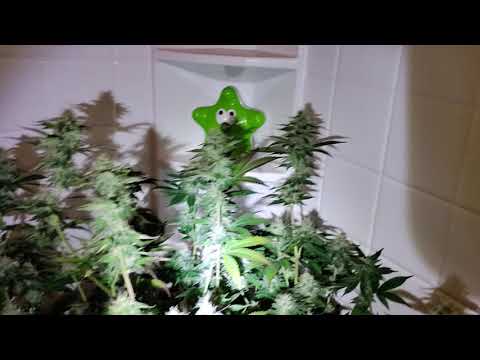 My first indoor cannibus grow