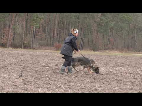 Honky vom Tollhaus Training FH