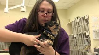 preview picture of video 'Lookout Mountain Veterinary Clinic - Short | Phoenix, AZ'