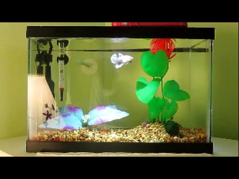 Betta fish care!